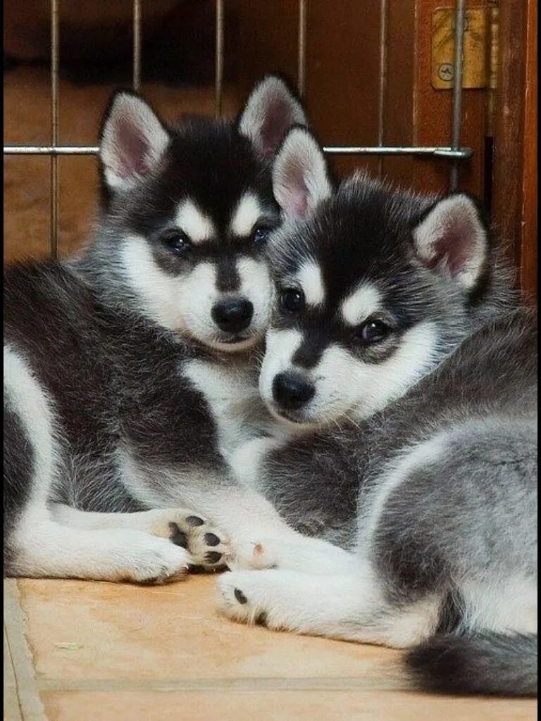 Котенка лайка сиреноголовый. Хаски щенок. Щенки хаски и лайки. Alaskan Husky. Помски агути.