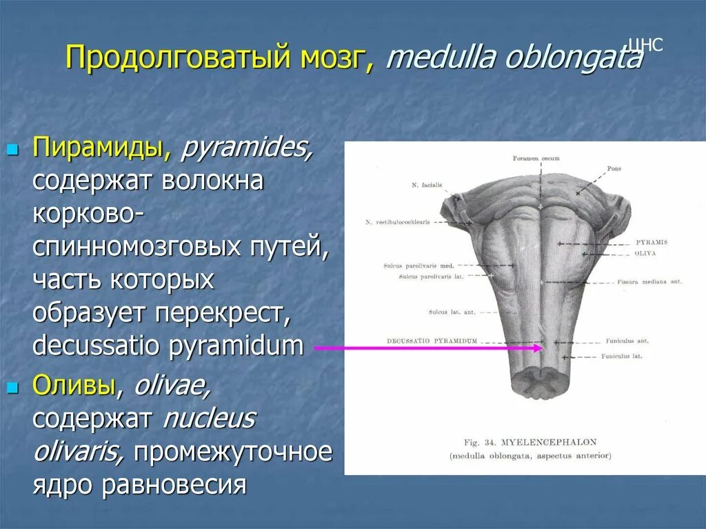 Перекрест пирамид продолговатого мозга. Медулла это продолговатый мозг. Пирамида продолговатого мозга анатомия. Продолговатый мозг ядра Гайворонский. Продолговатый мозг входит в состав