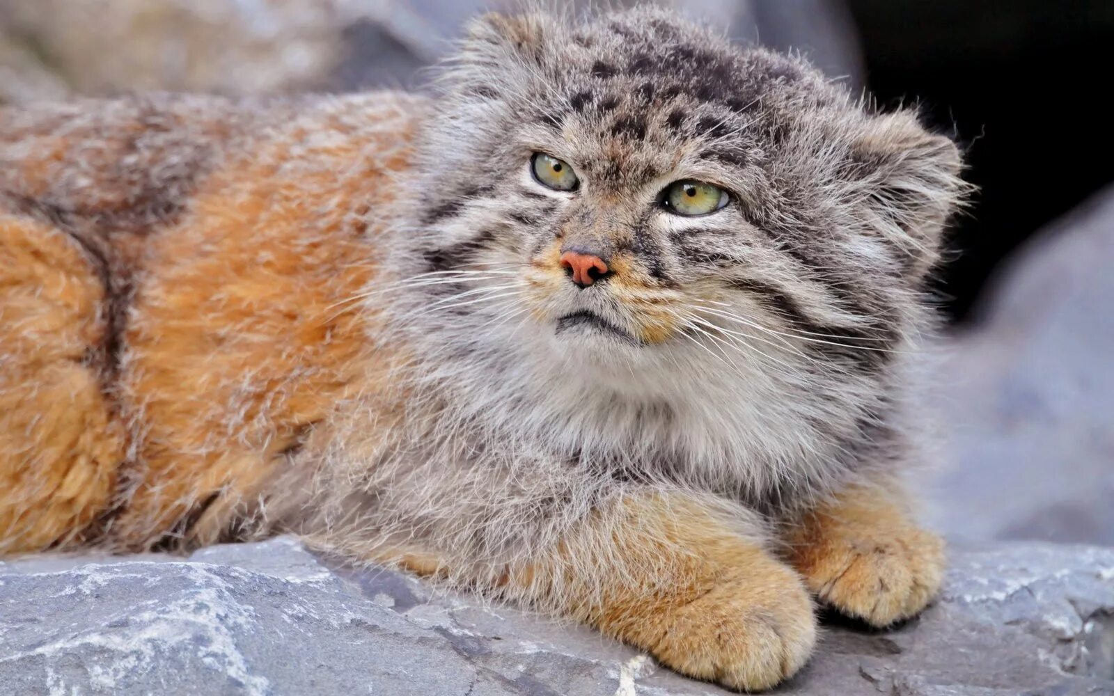 Кот ма. Кот манул. манул (палласов кот). тибетский манул. дикий кот манул фото.