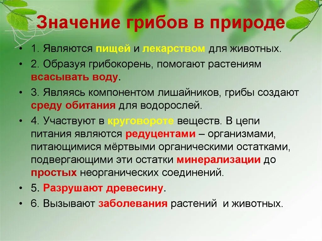 Таблица по биологии 5 класс значение грибов в природе и жизни человека. Значение грибов в природе. Значениегриюов в природе. Грибы значение в природе. Особенности грибов в природе