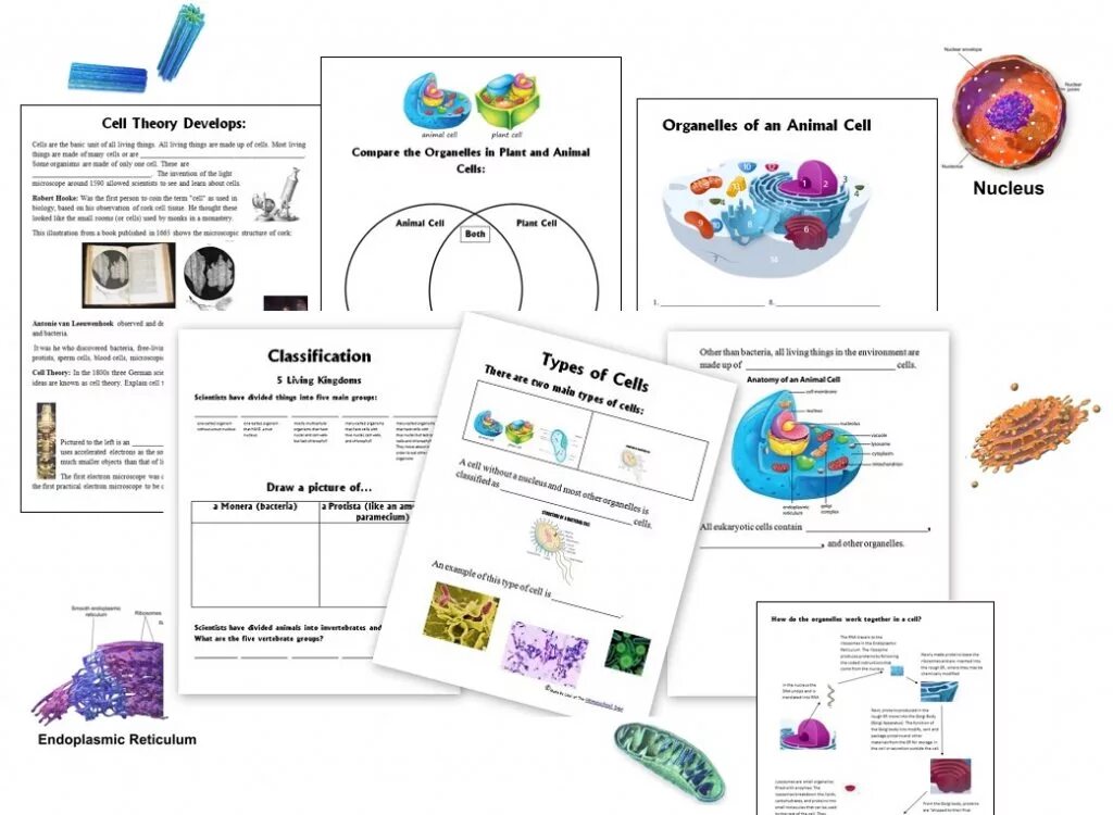 Plant Cell organelles. Type of animal Cells Worksheets. Worksheets cells