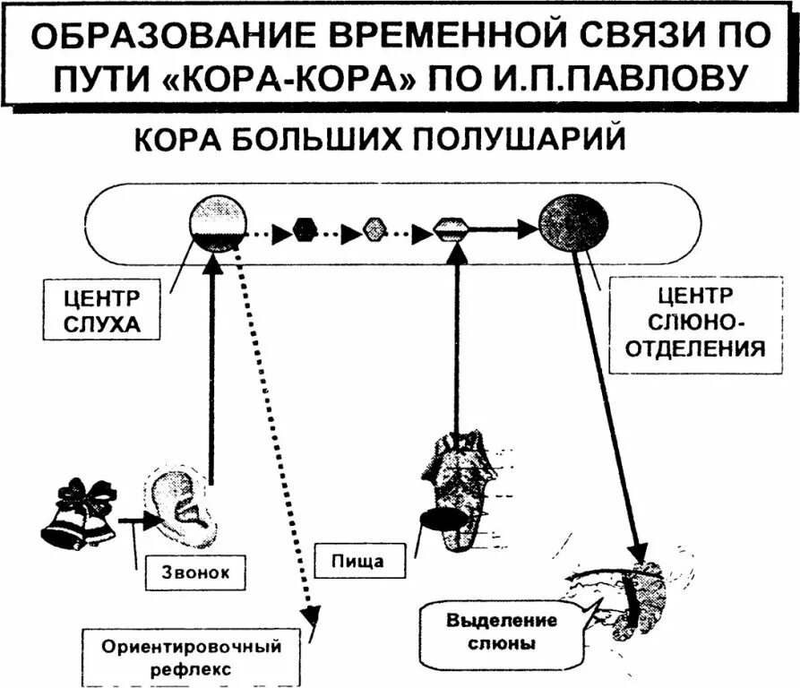 Образование временной связи по Павлову. Схема образования временной связи. Механизм образования временной связи.