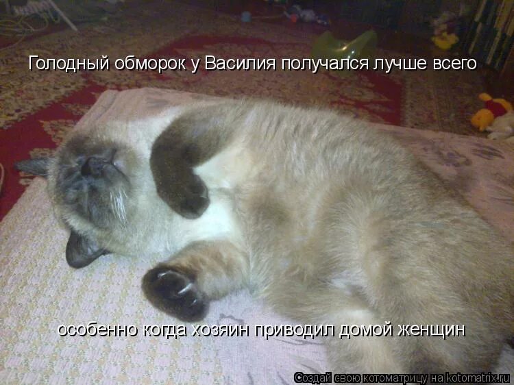 Кот в обмороке. Кот с плюшевой мышью в кафе. Кот который приходит в ресторан со своей мышью. Голодный обморок картинки смешные. Голодный обморок это.