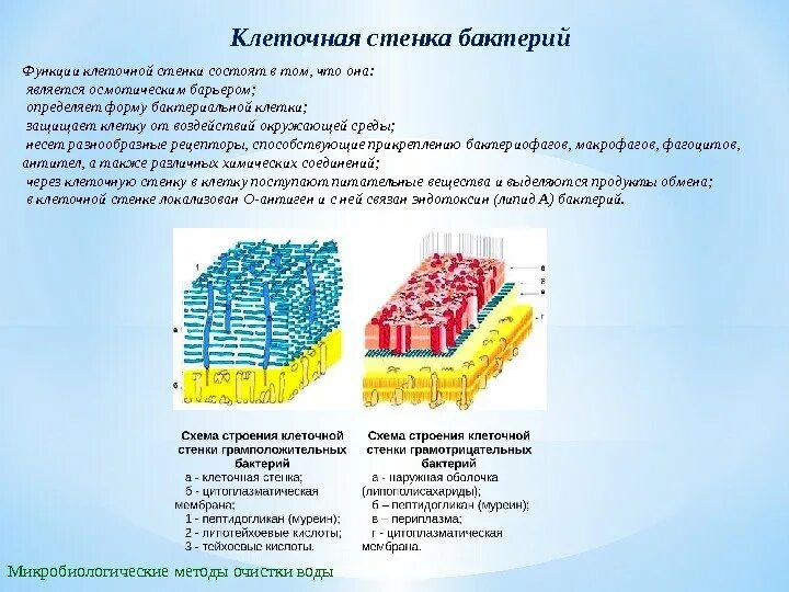 Строение и функции клеточной стенки бактерий. Строение и функции бактериальной клеточной стенки.. Структура и функции клеточной стенки у бактерий. Строение клеточная стенка гр бактерии функция. Имеет эластичную клеточную стенку