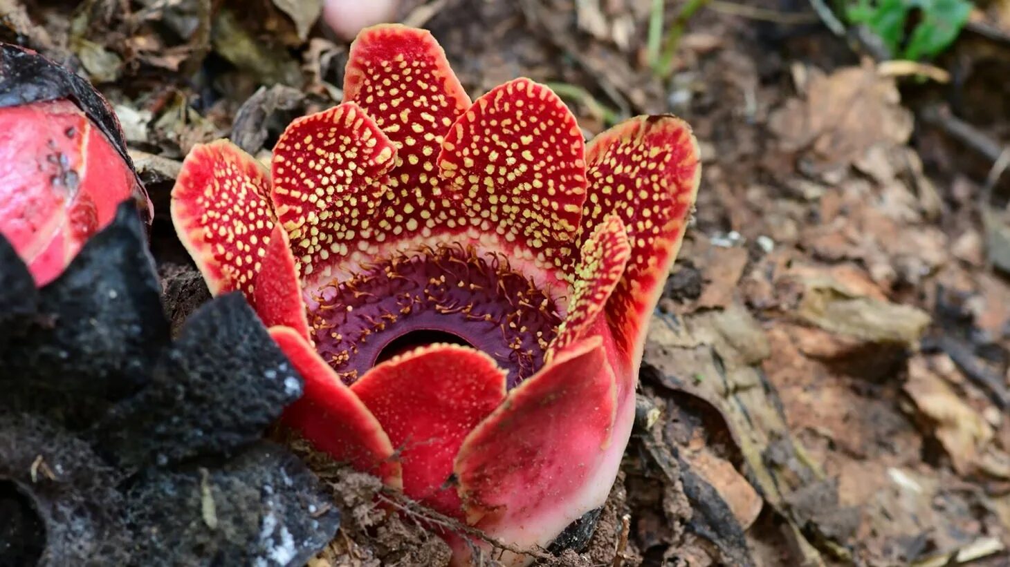 камнеломка в арктике. диапенсия арктическая. колобантус в антарктиде. оазис бангера в антарктиде. колобантус кито в антарктиде.