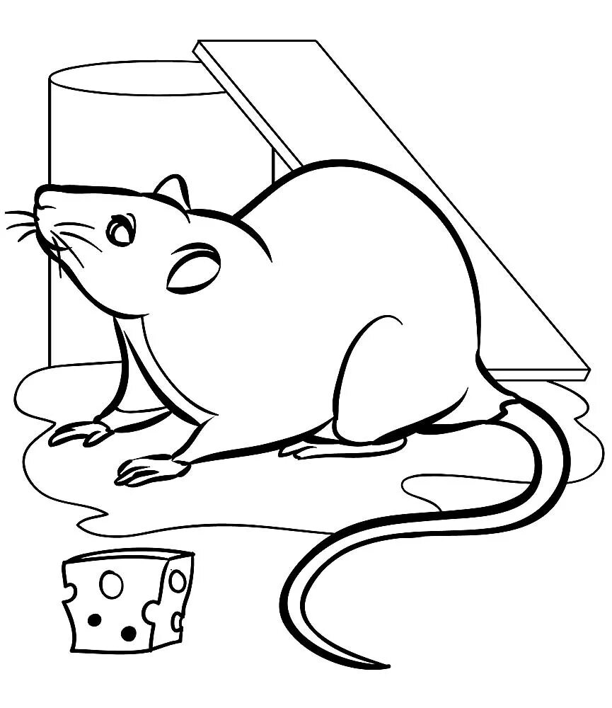 Раскраска мышка. Крыса раскраска. Крыса раскраска для детей. Мышка и сыр раскраска. Раскраска мышь распечатать