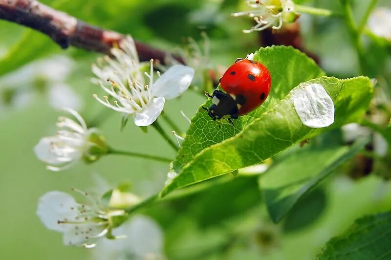 Божья птица это. Божьи коровки. Божья коровка на яблоневых цветах. Божья коровка на ветке. Божья коровка весной.