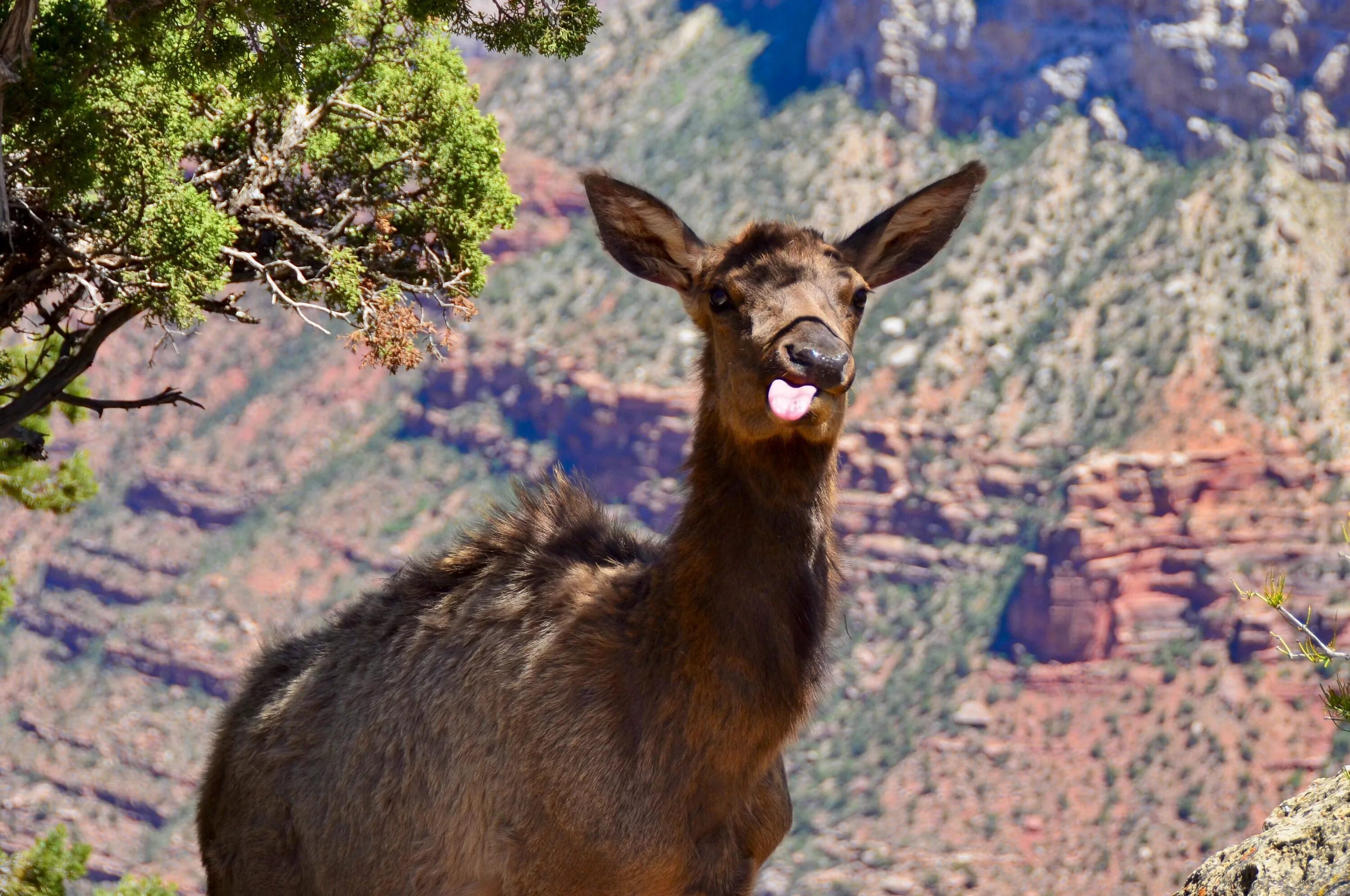 Эндемиком северной америки является животное. Национальный парк Гранд-каньон животные. Гранд каньон животные в США.