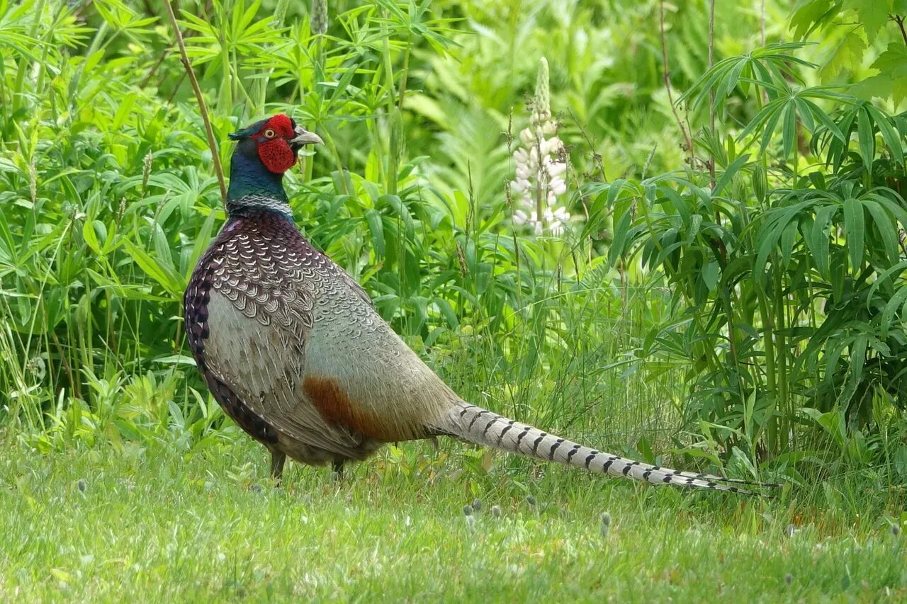 Кидзи. Зелёный фазан Phasianus versicolor. Японский фазан Кидзи. Зеленый фазан Кидзи в Японии. Палаванский павлиновый фазан.