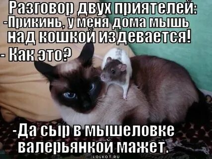 Издевайся кошка