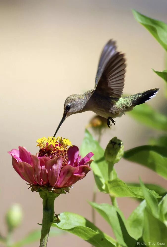 Колибри нектар. Колибри птица. Колибри (подотряд). Колибри и цветок. Колибри в цветах.