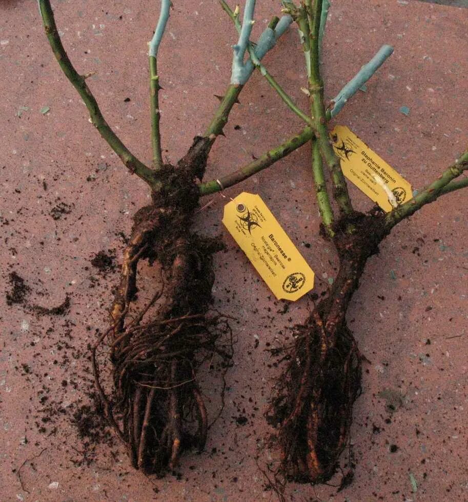 Посадка саженца розы. Посадка роз весной в открытый. Посадка роз весной в открытый грунт. Саженцы с открытой корневой системой. Саженцы роз в горшках.