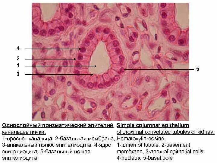 Однослойный призматический эпителий канальцев почек препарат. Эпителий проксимальных канальцев гистология. Однослойный однорядный кубический эпителий канальцы почек. Высокий призматический эпителий почечных канальцев. Гистология черт возьми фанфик