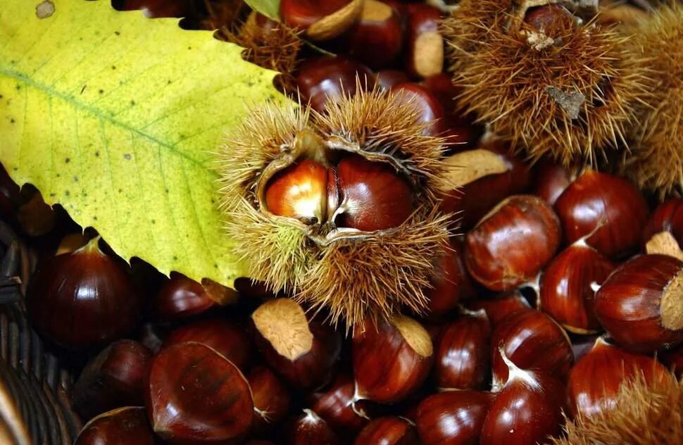 каштанов 7 15