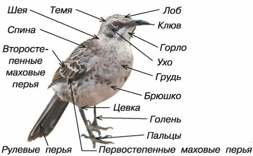 Внешнее строение птицы голубь. Особенности строения птиц 7 класс. Внешнее и внутреннее строение птиц 7 класс биология. Особенности строения птиц 7 класс. Внешнее строение птиц голубя 7 класс.