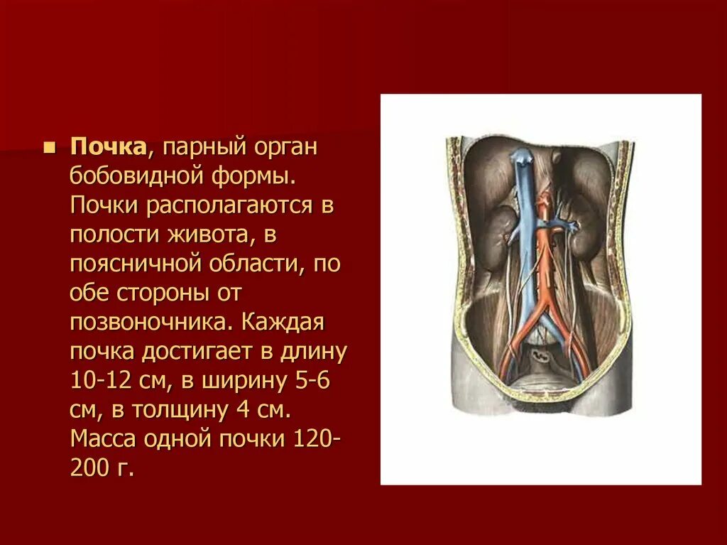 Парный орган человека почки. Почки парный орган расположенный в поясничной области. Почки парные органы бобовидной формы расположены. Парные органы у человека список. Парные органы в организме