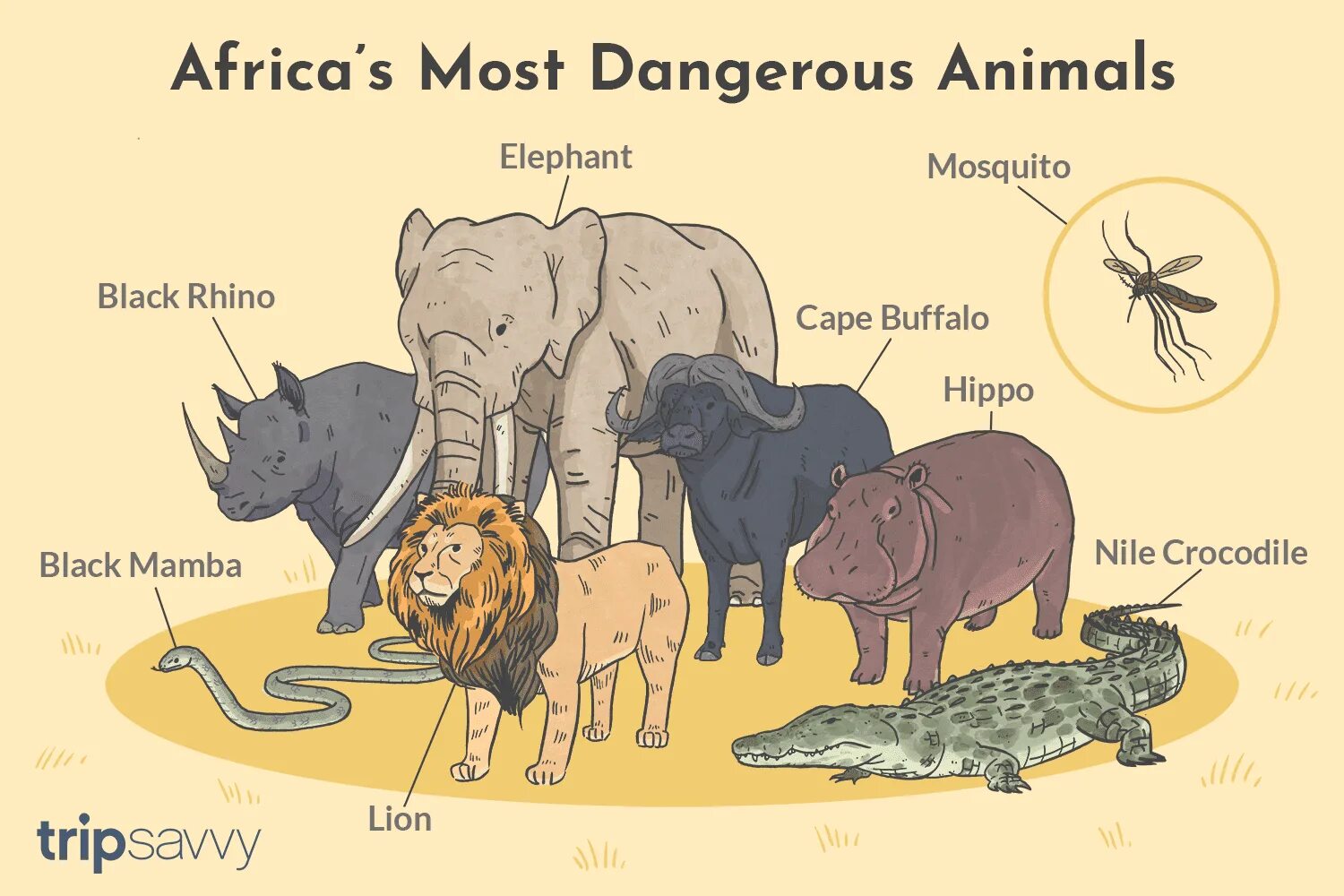 The most dangerous animal