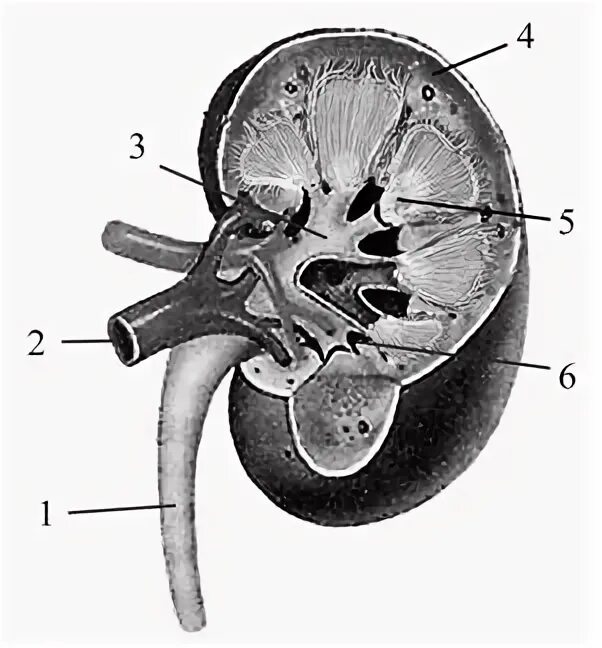 На рисунке 2 изображено строение почки. Строение почки человека ЕГЭ биология. Рисунок строения почек человека биология. Строение почки ЕГЭ. Строение почки человека ЕГЭ рисунок.