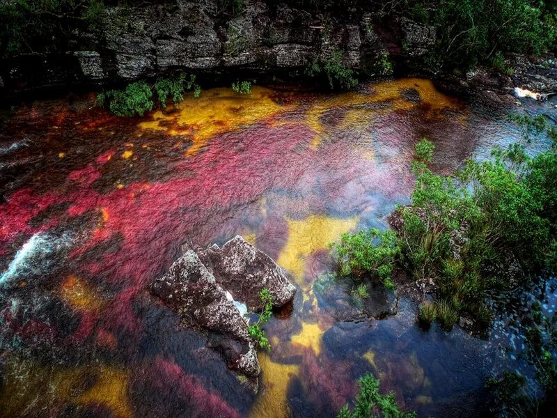 Река Каньо-Кристалес Колумбия. Разноцветная река Каньо-Кристалес. «Цветная» Каньо Кристалес, Колумбия. Разноцветная река Каньо-Кристалес (Колумбия). 5 рек планеты