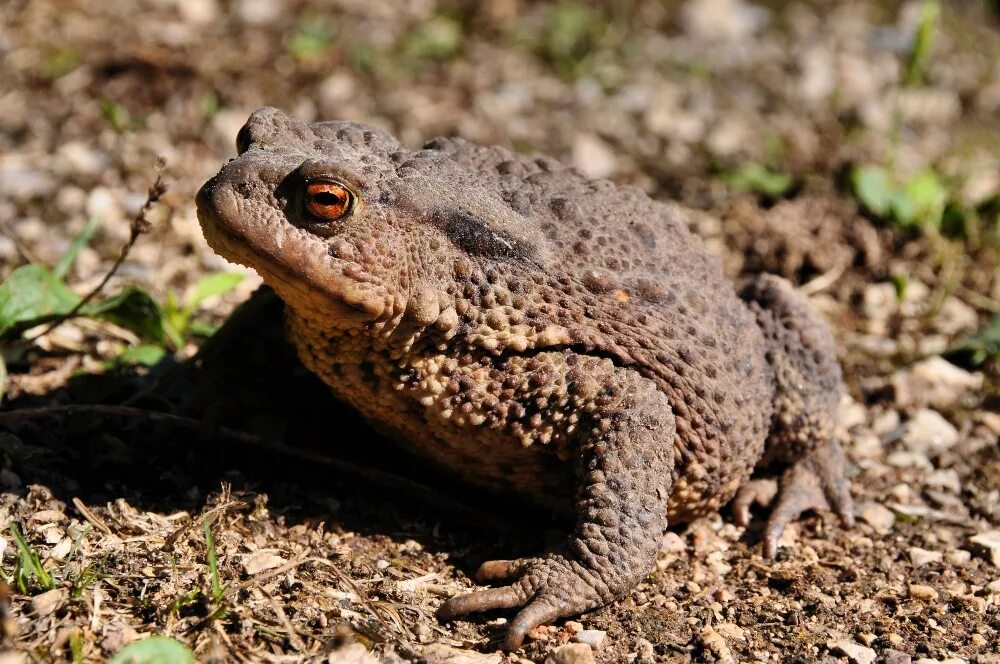 Жаба серая (bufo bufo linnaeus). Жаба bufo bufo. Жаба буфо буфо. Жаба серая систематика. Обыкновенная серая жаба.