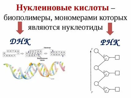 К нуклеиновым кислотам относятся вещества
