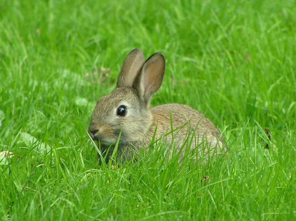 Заяц на лужайке. Зайки на лужайке. Зайчата на лужайке. Зайчик в траве.
