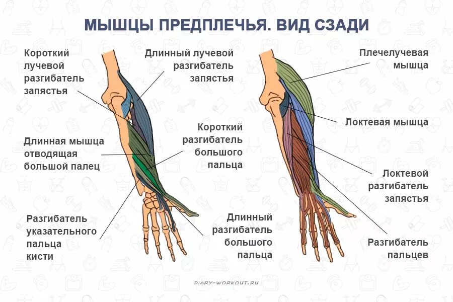 Рука человека название. Сгибатели предплечья мышцы анатомия. Разгибатели кисти анатомия. Анатомия кисти мышцы разгибатели. Мышцы руки сгибатели анатомия.