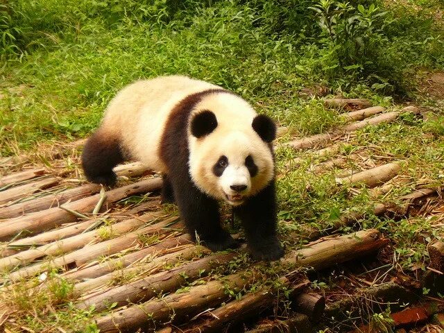 Заповедник панд в Чэнду. Бамбуковый медведь в гости к нам пришел. Панда обитает в Евразии. Панда живет на Дальнем востоке?.