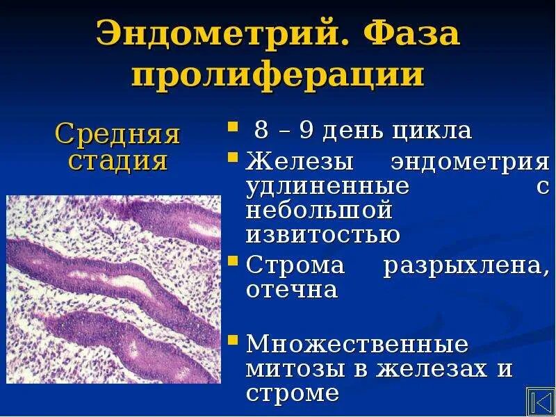 Эндометрий средней стадии фазы