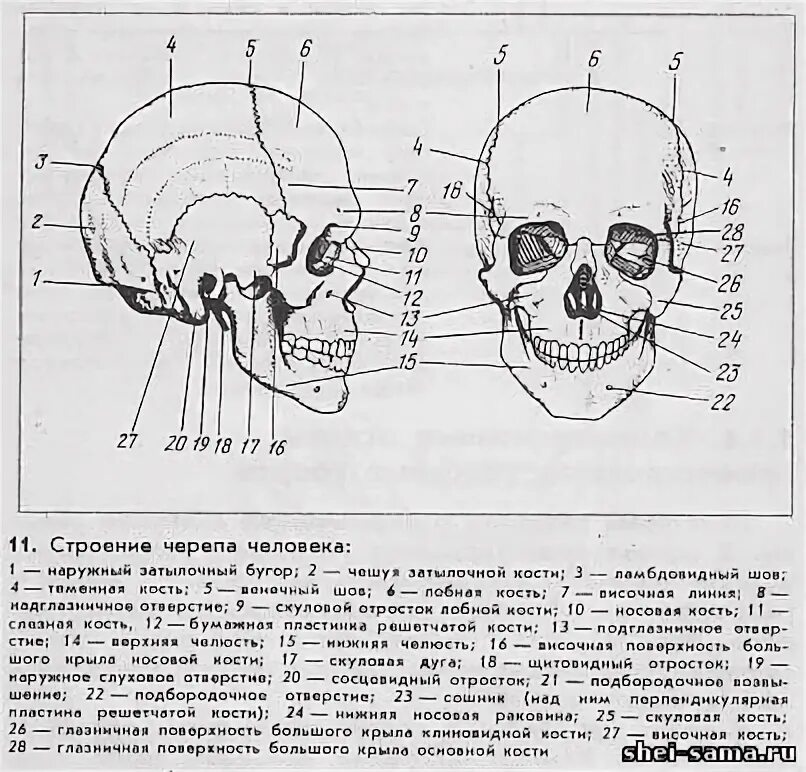 Череп человека строение. Строение черепа человека спереди. Строение черепа человека вид спереди. Череп человека анатомия вид спереди. Схема костей черепа человека.