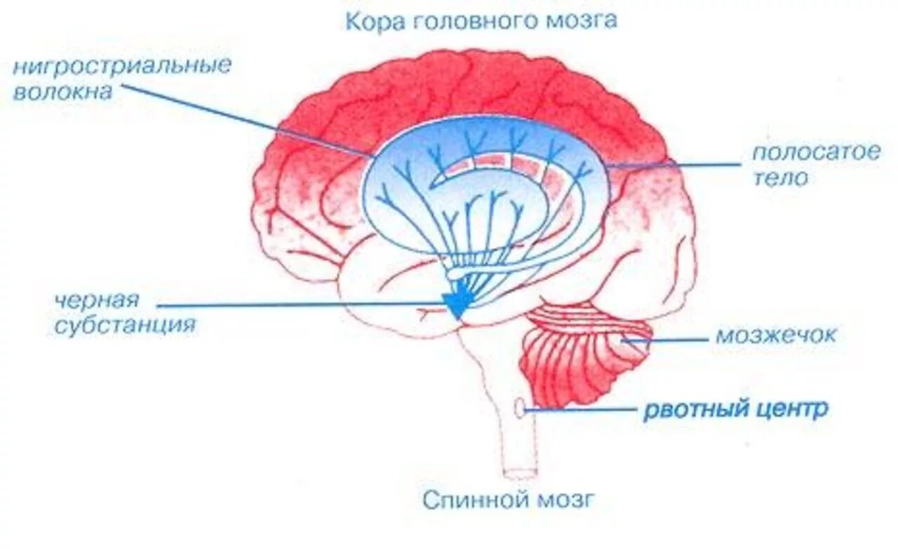 Полосатое тело конечного мозга. Базальные ядра конечного мозга полосатое тело. Базальные ганглии полосатое тело. Черная субстанция и базальные ядра.