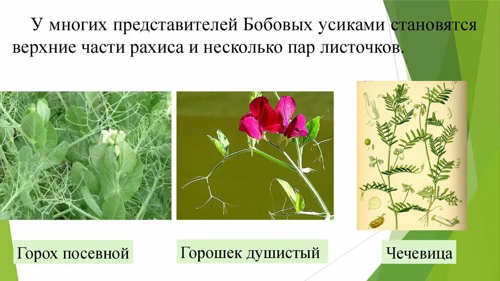 Метаморфозы побега. Метаморфозы побегов семейство бобовые. Видоизменения побегов у бобовых. Видоизмененные побеги бобовых.