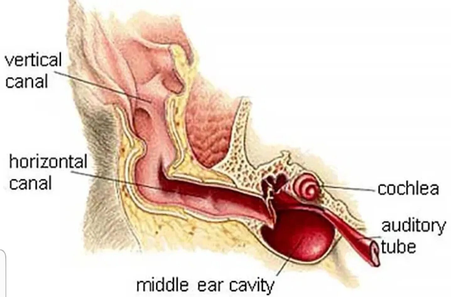 Строение слухового прохода собаки. Строение уха собаки анатомия. Внутреннее ухо собаки