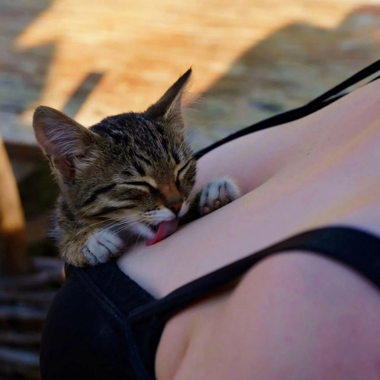 Кот между лопаток. Котик на груди. кот между грудей. кот на груди девушки. котик на женской груди.