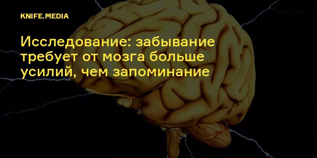 Как стимулировать мозг. Мозг великих людей. Мозг человека запоминает информацию. Сигналы мозга.