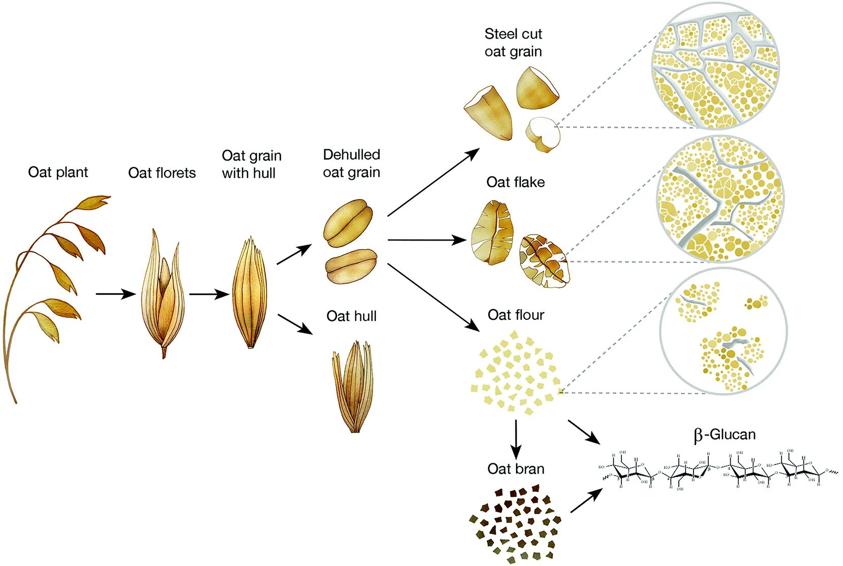 Строение зерна пшеницы глютен. Глютен структура. Структура зерна. Диаграмма овса. Пшеница группа организмов