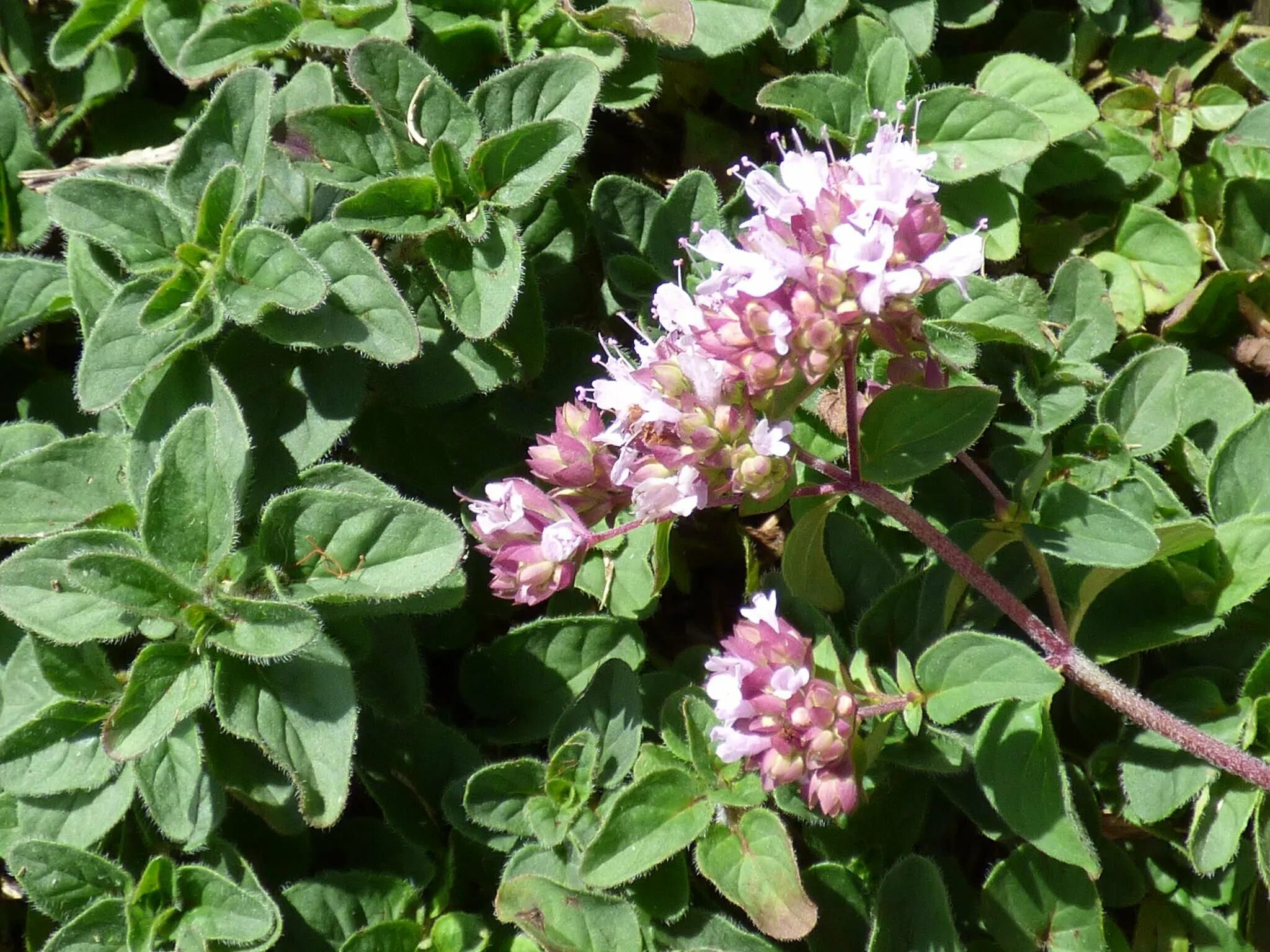 Душица обыкновенная листья. Майоран. origanum majorana (майоран). душица обыкновенная. тимьян майоран.