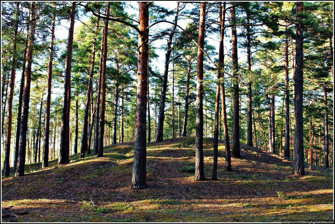 Какой сосновый бор. Фаснальский сосновый бор. сосновый парк сясьстрой. путь сосновый бор павловск.