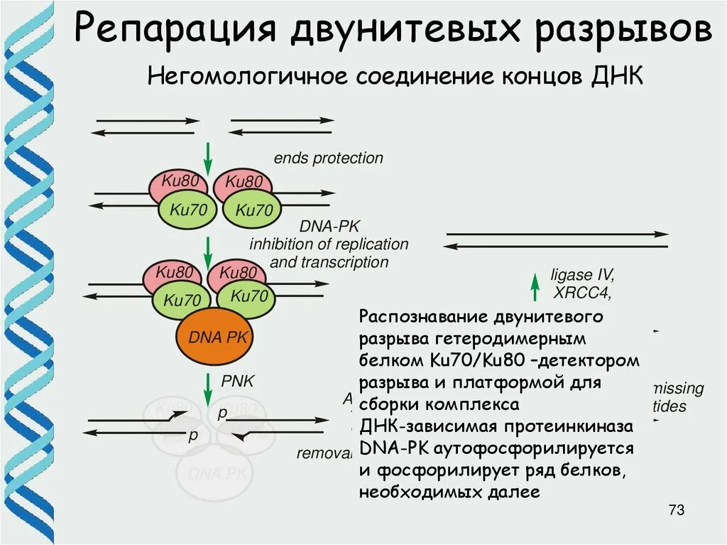 Соединение в днк клетки. Гомологичная рекомбинация репарация. Негомологичное соединение концов репарация. Гомологичная рекомбинация ДНК репарация. Репарация двуцепочечных разрывов ДНК.