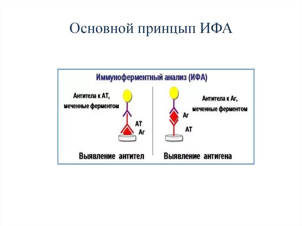 Тест метод ифа. ИФА схема реакции. Принцип метода ИФА схема. Иммуноферментный метод (ИФА). ИФА микробиология сэндвич метод.