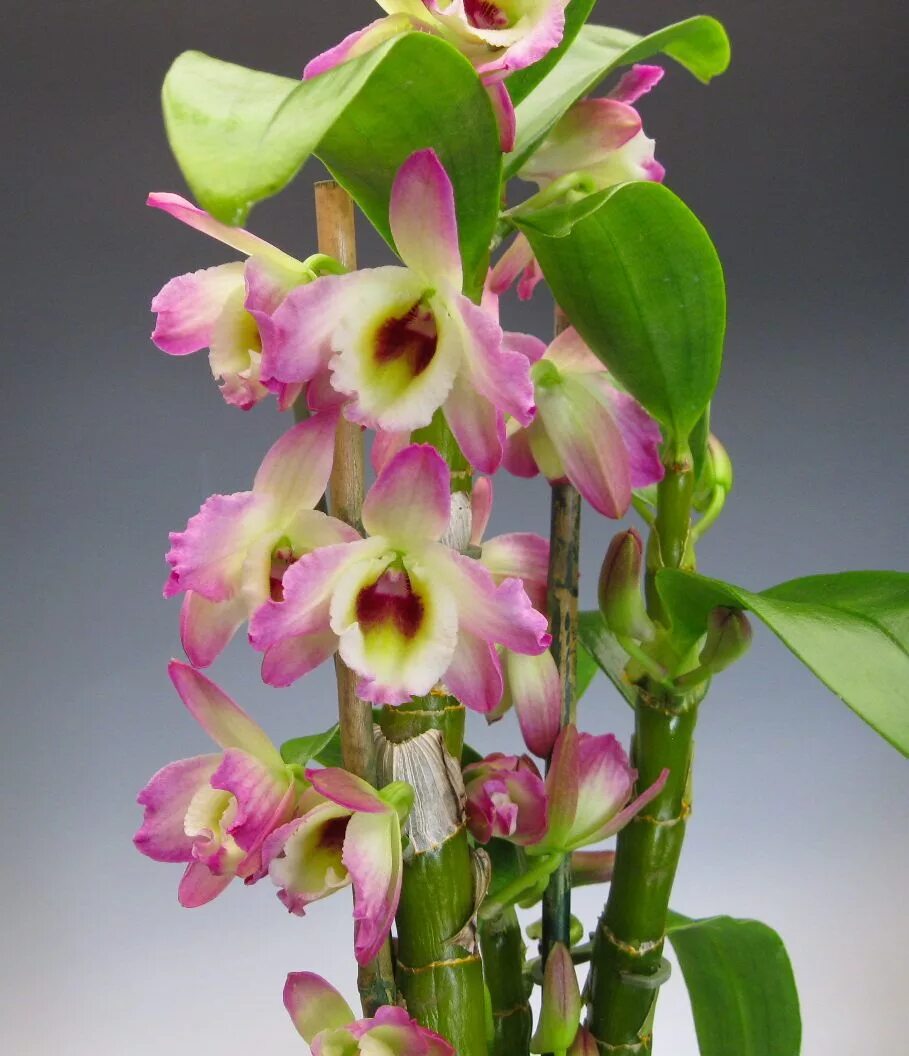 Какие сорта орхидеи. Дендробиум Нобиле. Цветок Dendrobium Nobile. Орхидея Дендробиум Нобиле. Орхидея кустовая Дендробиум.