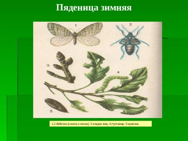 Какой тип питания характерен для пяденицы. Берёзовая Пяденица метаморфоз. Зимняя Пяденица самка. Зимняя Пяденица бабочка. Зимняя Пяденица куколка.