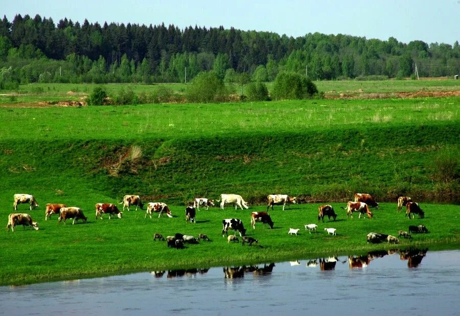 пастбище. культурные пастбища. город пастбищ. лугово пастбищный ландшафт. лугово пастбищный ландшафт.
