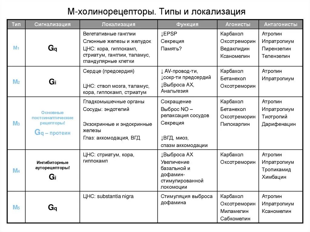 Эффекты холинорецепторов. Локализация м2 и м3 холинорецепторов. Тип рецепторов м холинорецепторов. Н холинорецепторы локализация функции. М1 холинорецепторы локализация.