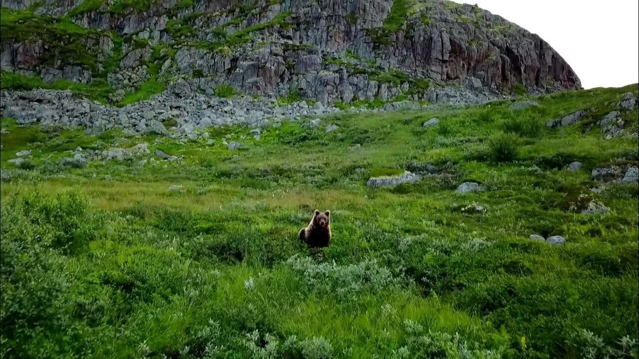 Обитатели кольского полуострова. Бурый медведь Кольский полуостров. Росомаха на Кольском полуострове. Кольский полуостров медведи. Медвежья каменная гора Кольский полуостров.