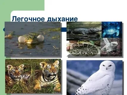 Способы дыхания животных сообщение