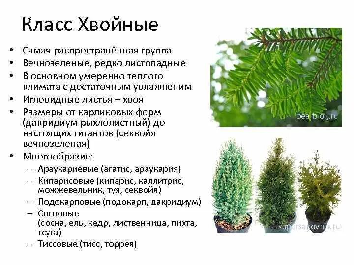 Вечнозеленые хвойные. Вечнозелёные растения список. Листопадные и вечнозеленые растения. Класс хвойные.