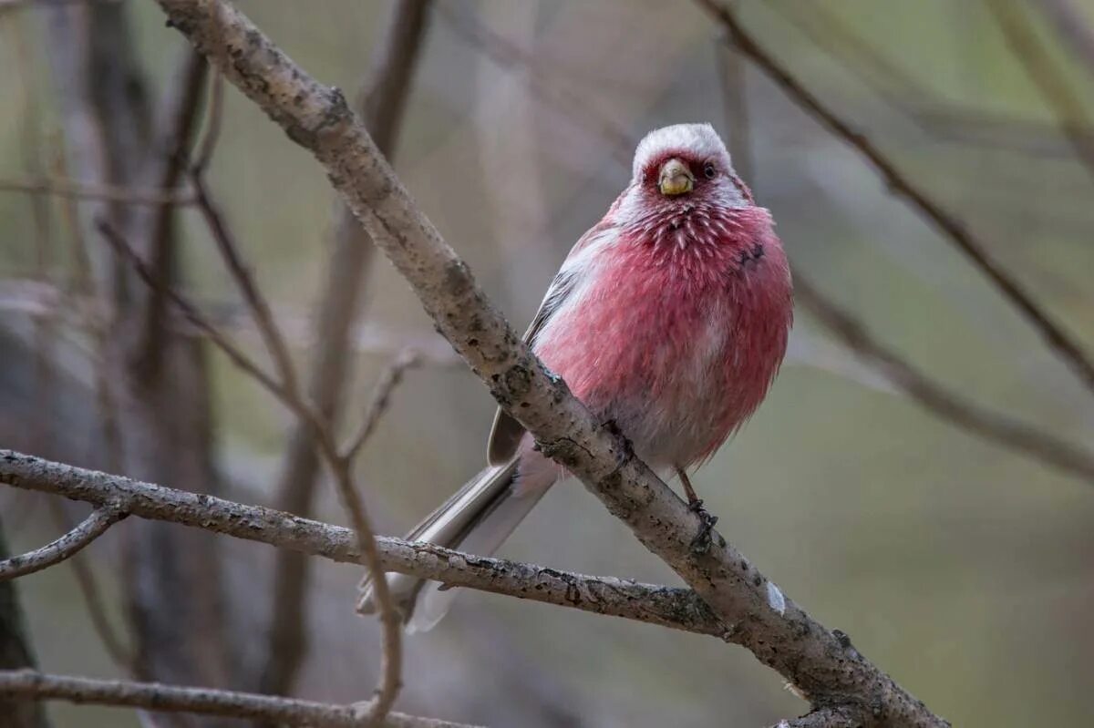 Серо розовая птичка