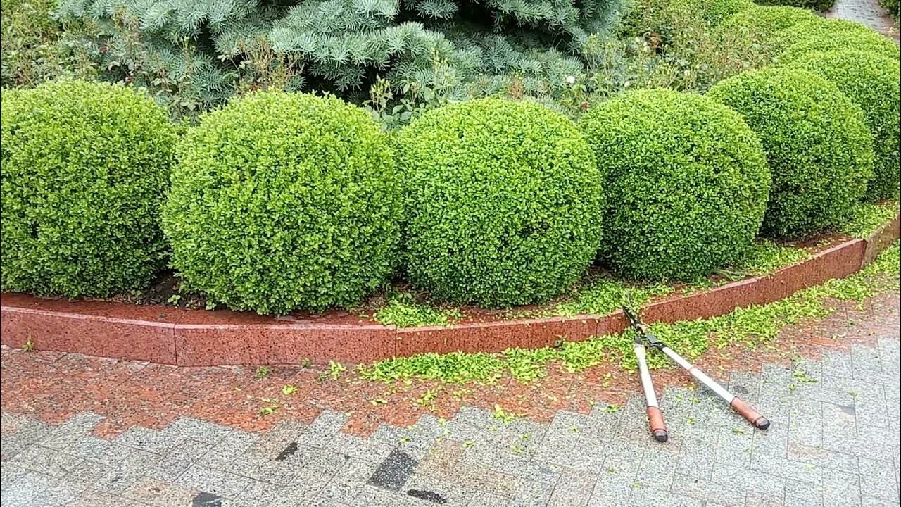 Когда обрезать самшит. Самшит. стрижка самшита. самшит китайский. самшит стрижка англия.