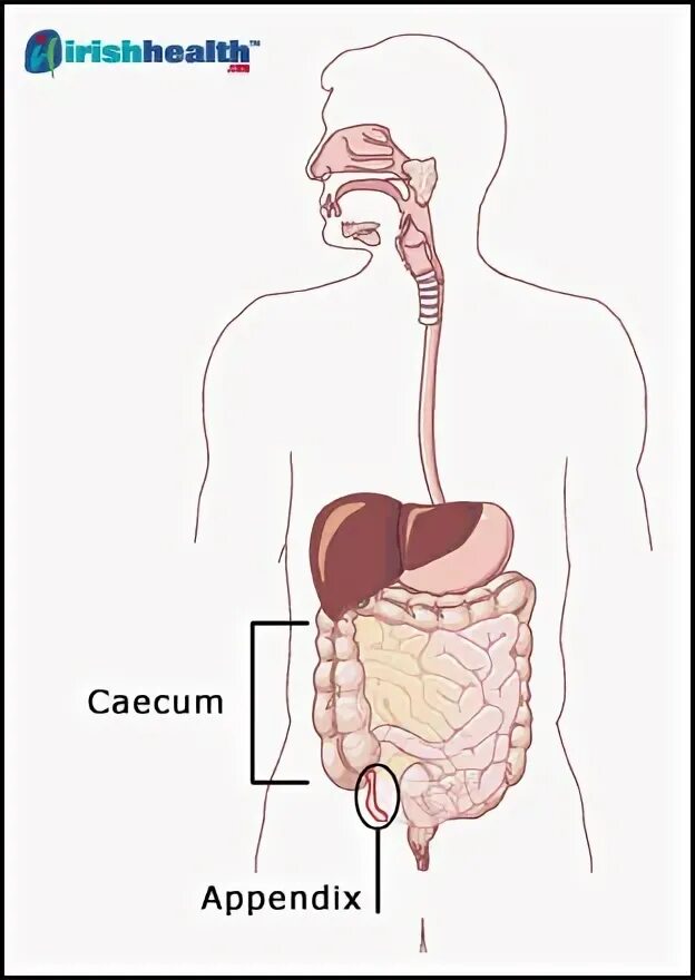 Органы человека аппендикс. Строение человека внутренние органы аппендикс. Органы пищеварения при аппендиците. Слепая кишка с аппендиксом рисунок.